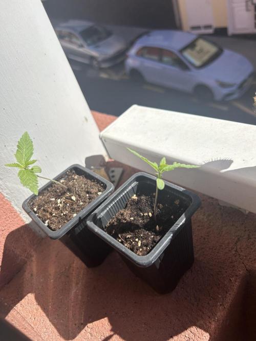 My first feminized grow. Week 2