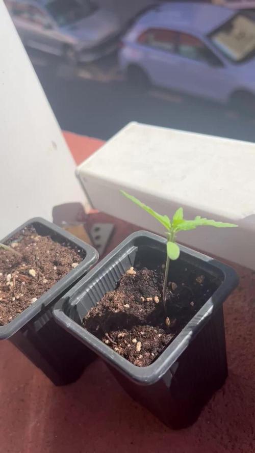 My first feminized grow