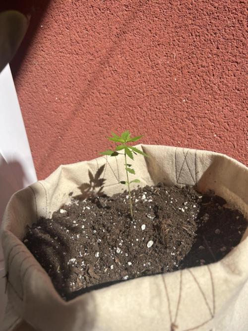 Planting some freebies!. Week 4