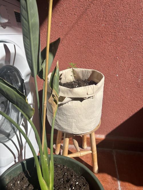 Planting some freebies!. Week 4