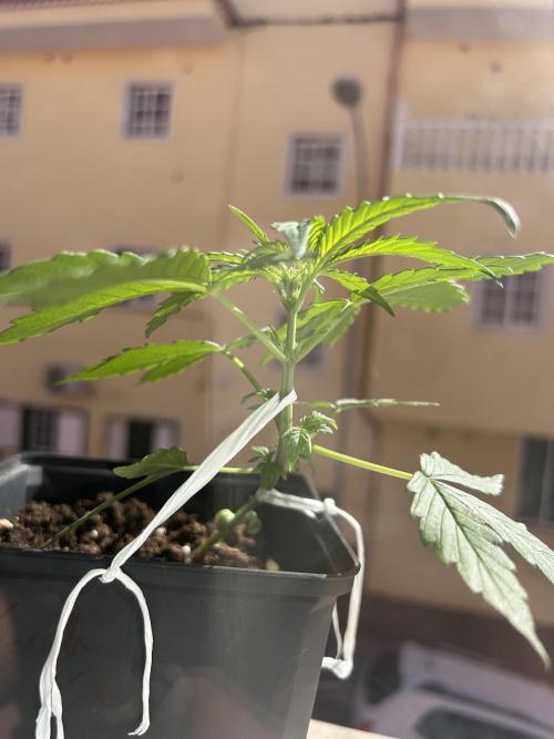 Planting some freebies!. Week 4