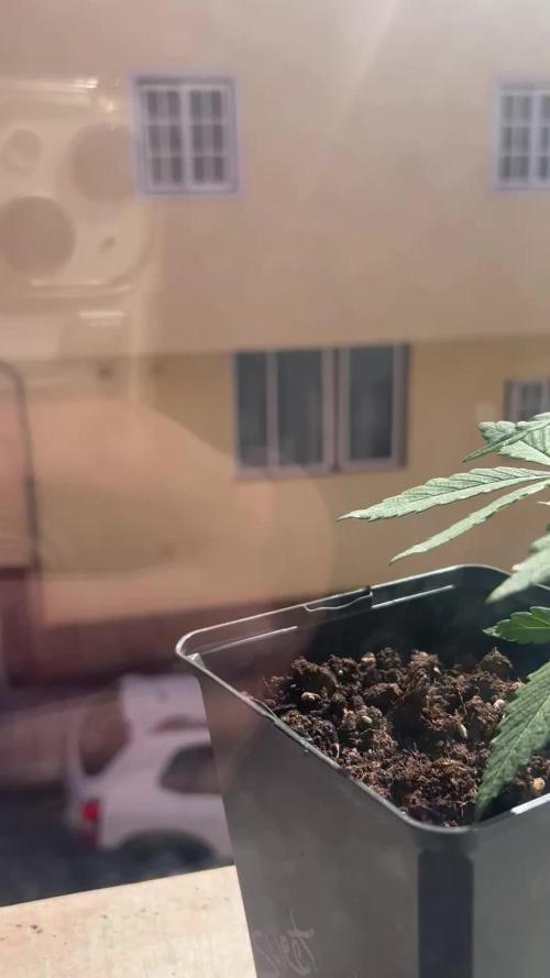 Planting some freebies!