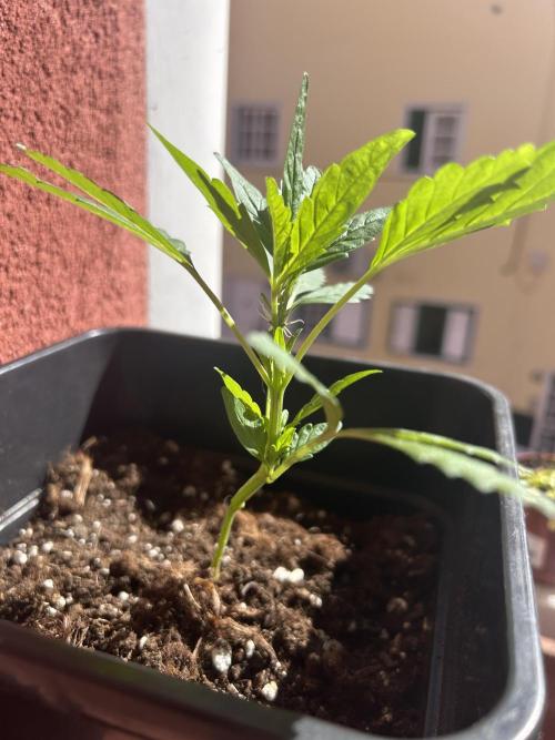 First try at my new balcony. Week 8