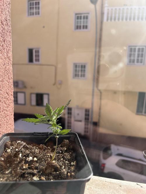 First try at my new balcony. Week 8