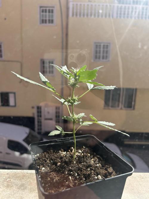 First try at my new balcony. Week 8