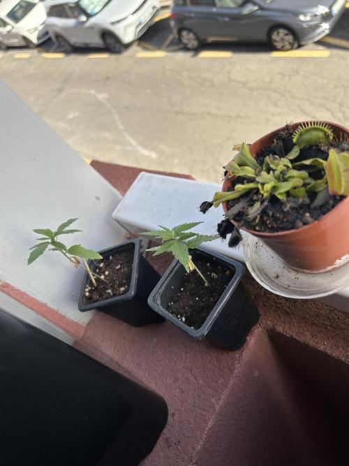 My first feminized grow. Week 4