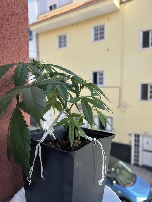 Planting some freebies!. Week 6