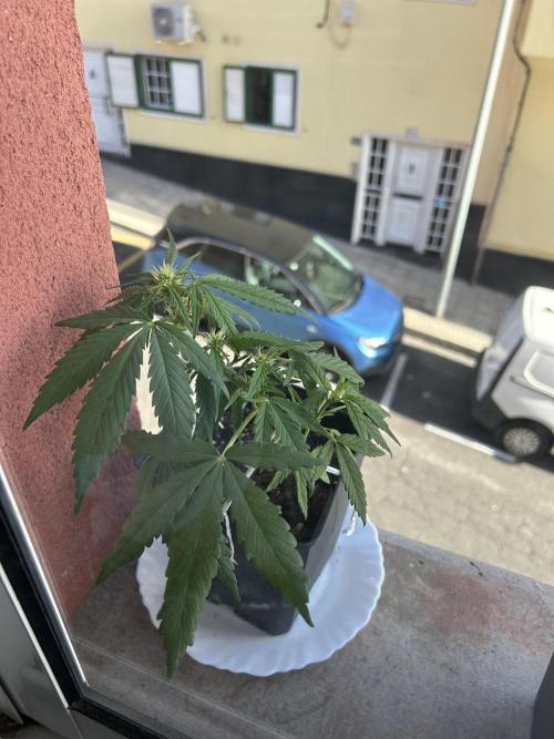 Planting some freebies!. Week 6