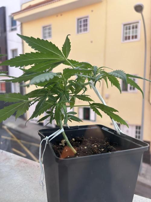 Planting some freebies!. Week 6