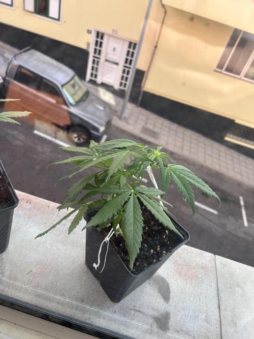 Planting some freebies!. Week 6