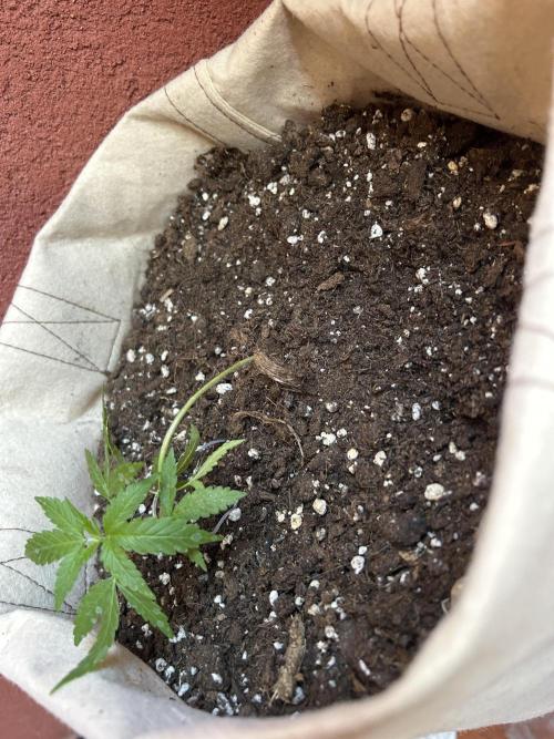 Planting some freebies!. Week 6