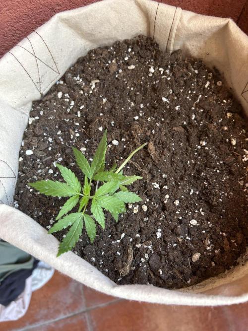 Planting some freebies!. Week 6