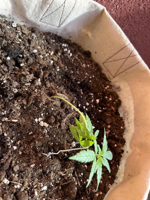 Planting some freebies!. Week 6