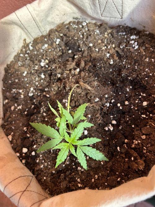 Planting some freebies!. Week 6