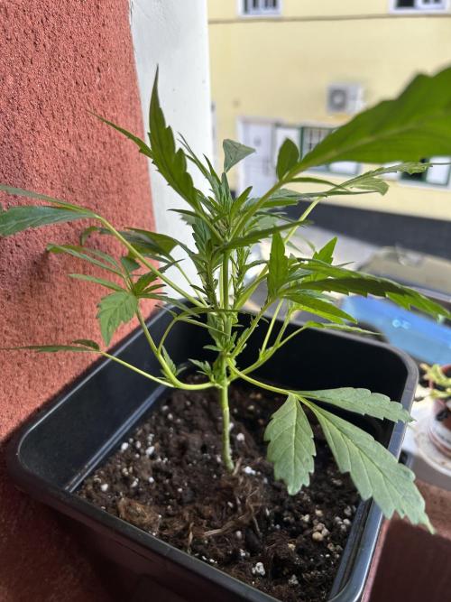 First try at my new balcony. Week 10