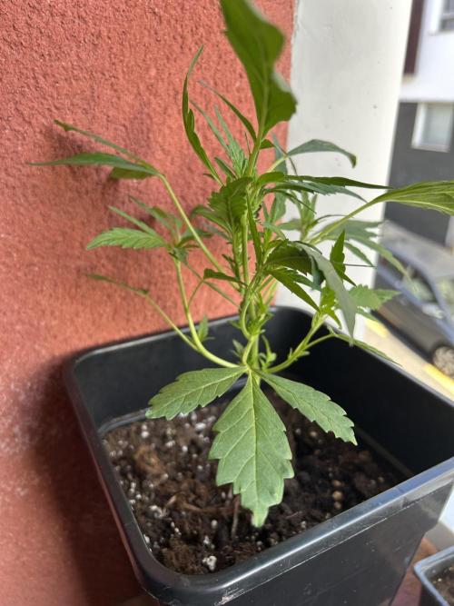 First try at my new balcony. Week 10