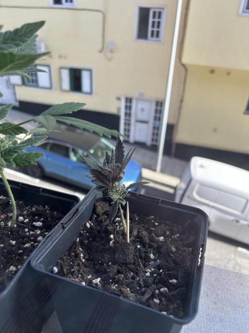 First try at my new balcony. Week 10