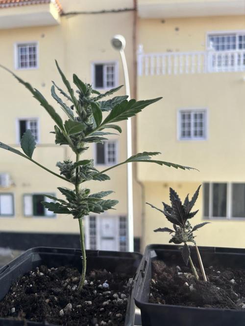 First try at my new balcony. Week 10