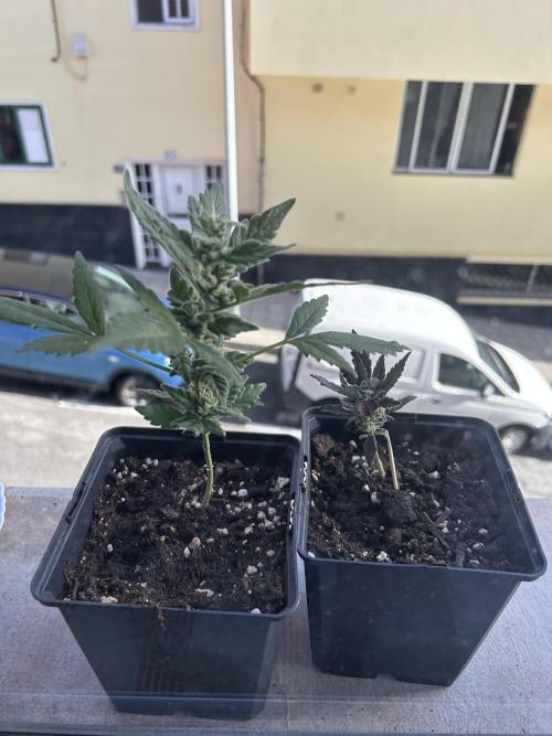 First try at my new balcony. Week 10