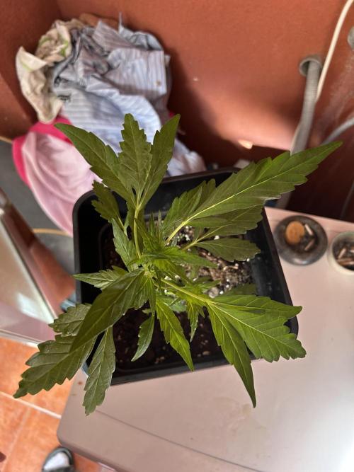 First try at my new balcony. Week 10