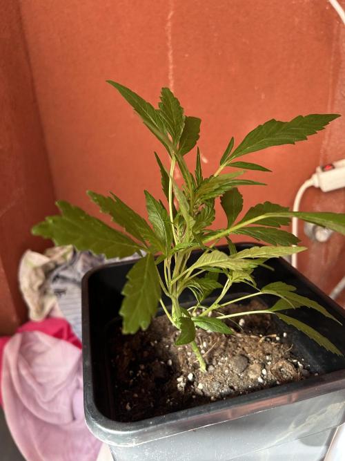 First try at my new balcony. Week 10