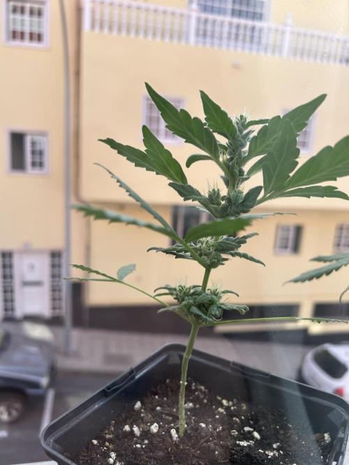 First try at my new balcony. Week 10