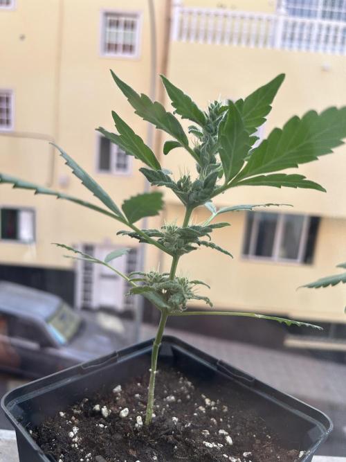 First try at my new balcony. Week 10