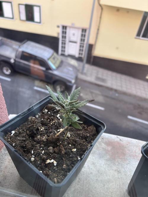 First try at my new balcony. Week 10