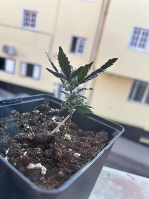 First try at my new balcony. Week 10