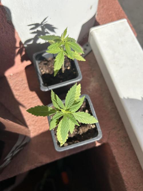 My first feminized grow. Week 5