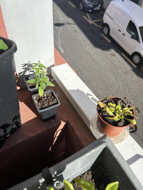 My first feminized grow. Week 5