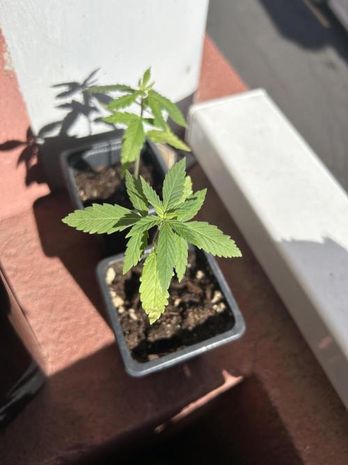 My first feminized grow. Week 5