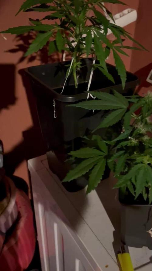 My first feminized grow