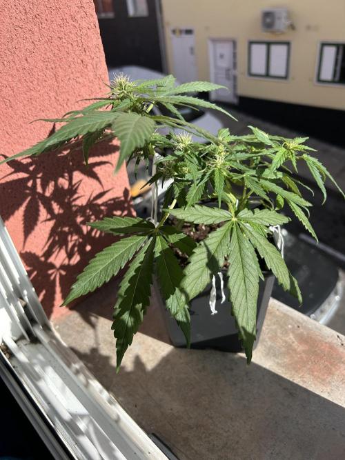 Planting some freebies!. Week 7