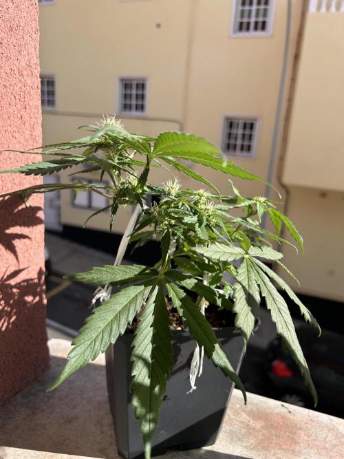 Planting some freebies!. Week 7