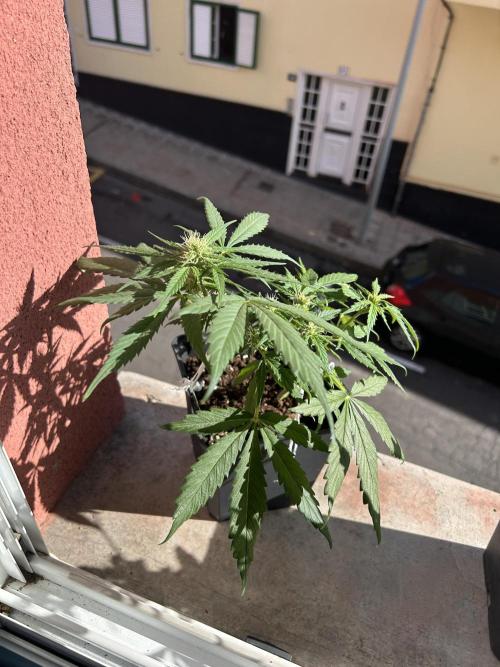 Planting some freebies!. Week 7