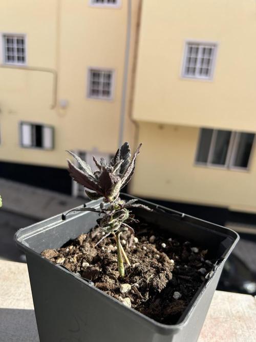 Planting some freebies!. Week 7