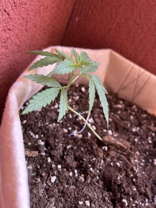 Planting some freebies!. Week 7