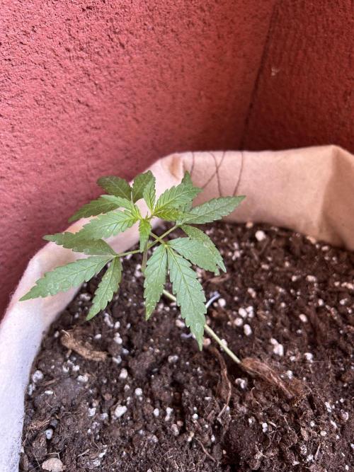 Planting some freebies!. Week 7