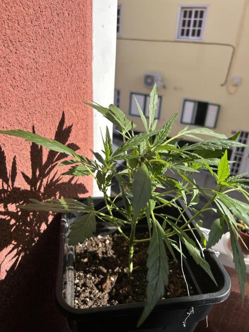 First try at my new balcony. Week 11