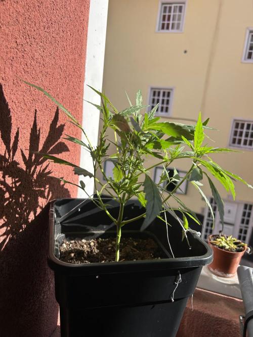 First try at my new balcony. Week 11