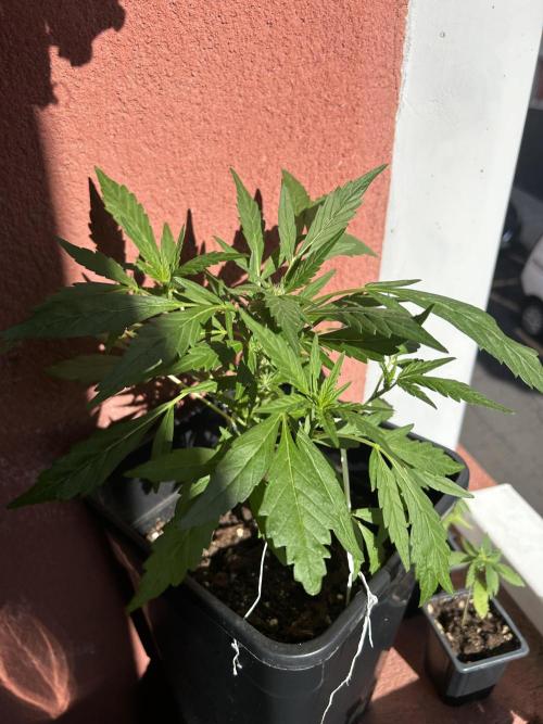 First try at my new balcony. Week 11