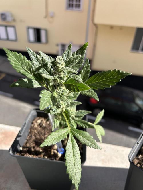 First try at my new balcony. Week 11