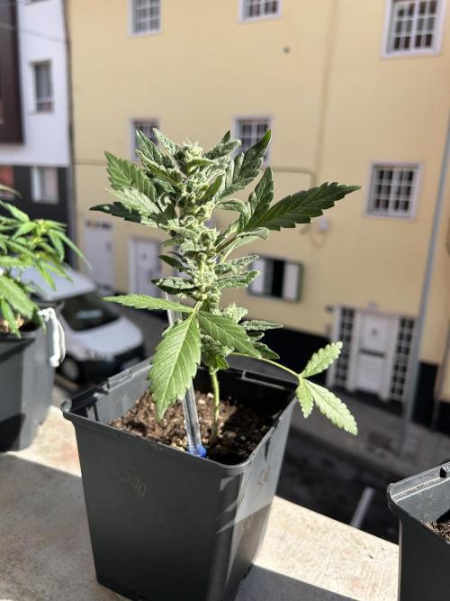 First try at my new balcony. Week 11