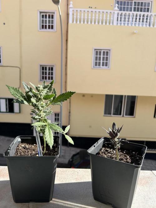 First try at my new balcony. Week 11