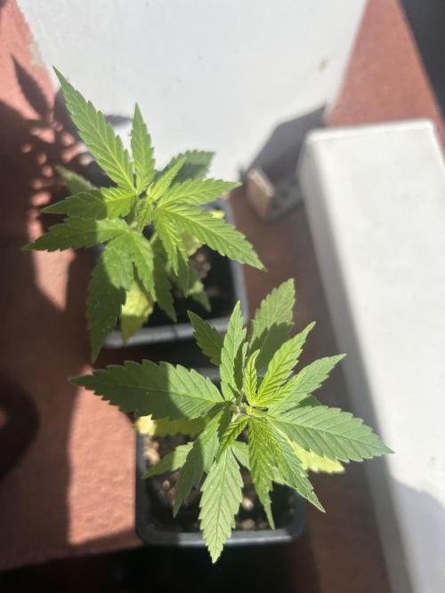 My first feminized grow. Week 6