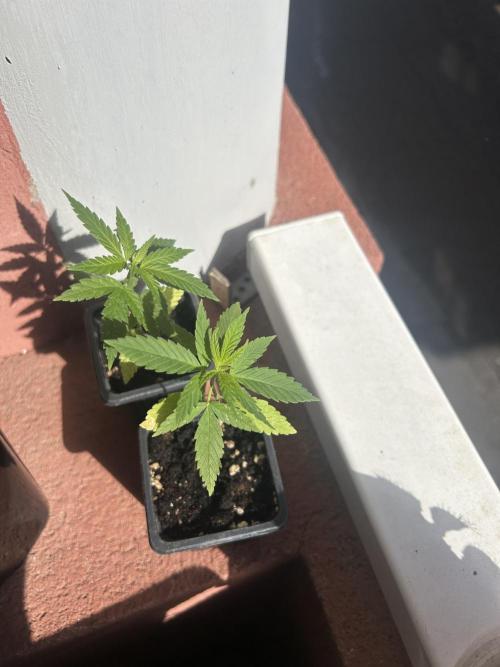 My first feminized grow. Week 6