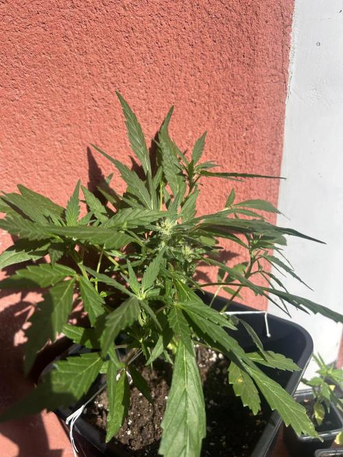 First try at my new balcony. Week 12