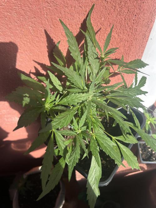 First try at my new balcony. Week 12