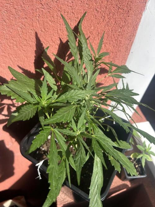 First try at my new balcony. Week 12